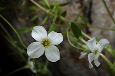 APII jpeg image of Mitrasacme oasena  © contact APII