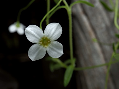 APII jpeg image of Mitrasacme oasena  © contact APII