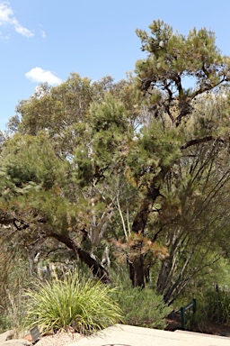 APII jpeg image of Allocasuarina inophloia  © contact APII