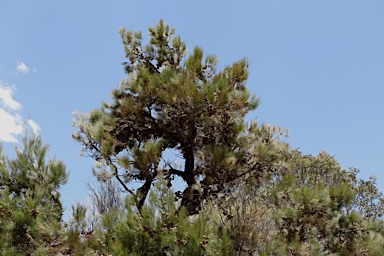 APII jpeg image of Allocasuarina inophloia  © contact APII