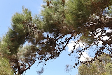 APII jpeg image of Allocasuarina inophloia  © contact APII