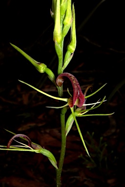 APII jpeg image of Cryptostylis leptochila  © contact APII