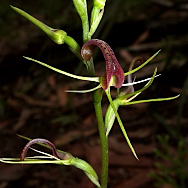 APII jpeg image of Cryptostylis leptochila  © contact APII
