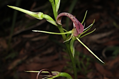 APII jpeg image of Cryptostylis leptochila  © contact APII