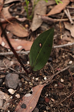 APII jpeg image of Cryptostylis leptochila  © contact APII