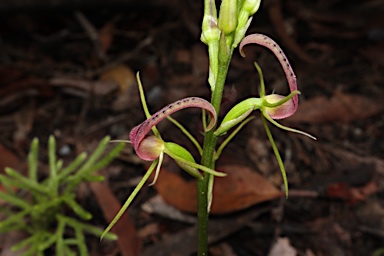 APII jpeg image of Cryptostylis leptochila  © contact APII