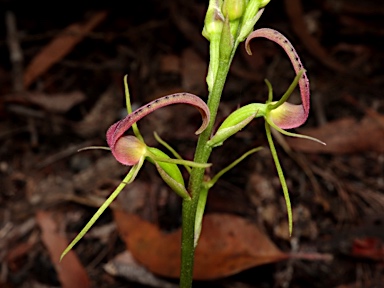 APII jpeg image of Cryptostylis leptochila  © contact APII