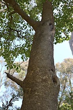 APII jpeg image of Auranticarpa rhombifolia  © contact APII