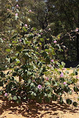 APII jpeg image of Radyera farragei  © contact APII