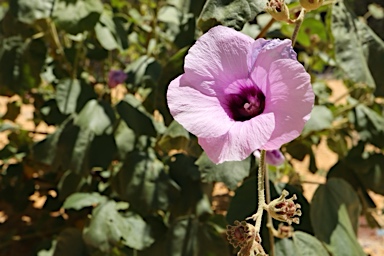 APII jpeg image of Radyera farragei  © contact APII