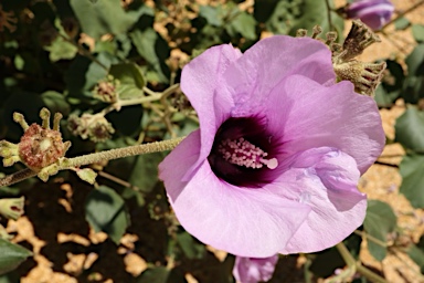 APII jpeg image of Radyera farragei  © contact APII