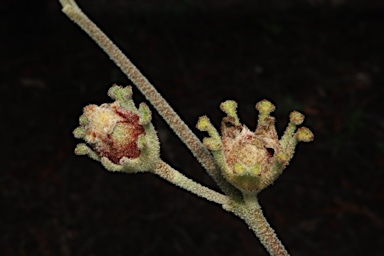 APII jpeg image of Radyera farragei  © contact APII