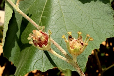 APII jpeg image of Radyera farragei  © contact APII