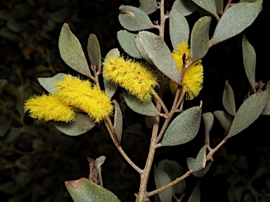 APII jpeg image of Acacia craspedocarpa  © contact APII
