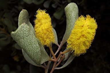 APII jpeg image of Acacia craspedocarpa  © contact APII