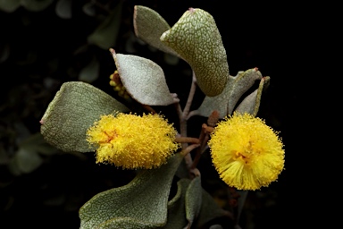APII jpeg image of Acacia craspedocarpa  © contact APII