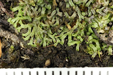 APII jpeg image of Riccia multifida var. multifida  © contact APII