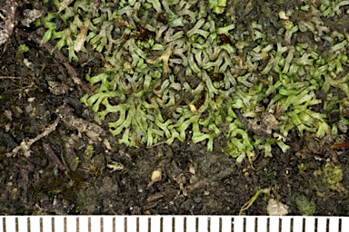 APII jpeg image of Riccia multifida var. multifida  © contact APII