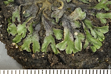 APII jpeg image of Riccia muscicola  © contact APII