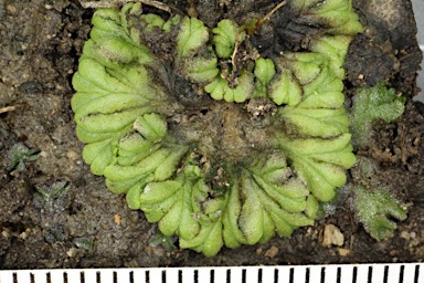 APII jpeg image of Ricciocarpos natans  © contact APII