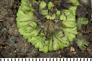 APII jpeg image of Ricciocarpos natans  © contact APII