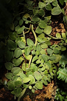 APII jpeg image of Rhaphidophora pachyphylla  © contact APII