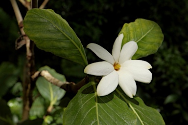 APII jpeg image of Gardenia kakaduensis  © contact APII