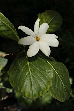 APII jpeg image of Gardenia kakaduensis  © contact APII