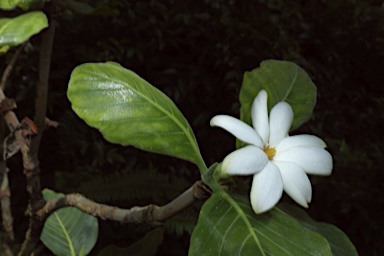 APII jpeg image of Gardenia kakaduensis  © contact APII