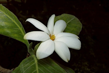 APII jpeg image of Gardenia kakaduensis  © contact APII