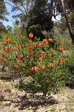 APII jpeg image of Beaufortia sparsa  © contact APII