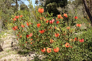 APII jpeg image of Beaufortia sparsa  © contact APII