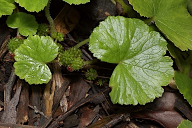 APII jpeg image of Hydrocotyle miranda  © contact APII