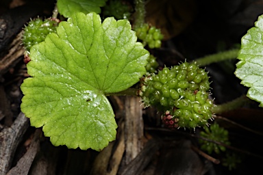 APII jpeg image of Hydrocotyle miranda  © contact APII