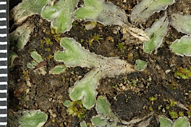 APII jpeg image of Riccia lamellosa  © contact APII