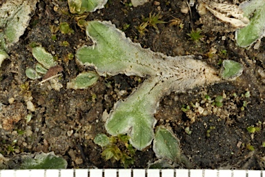 APII jpeg image of Riccia lamellosa  © contact APII