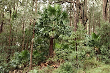 APII jpeg image of Livistona australis  © contact APII