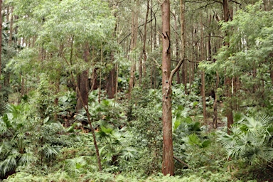 APII jpeg image of Livistona australis  © contact APII