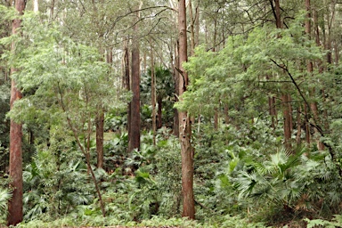 APII jpeg image of Livistona australis  © contact APII