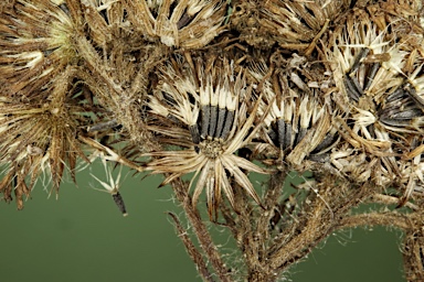 APII jpeg image of Ageratum houstonianum  © contact APII