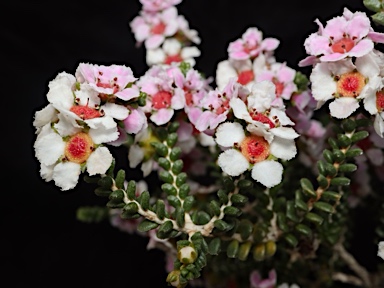 APII jpeg image of Aluta maisonneuvei subsp. maisonneuvei  © contact APII