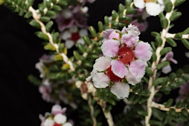 APII jpeg image of Aluta maisonneuvei subsp. maisonneuvei  © contact APII