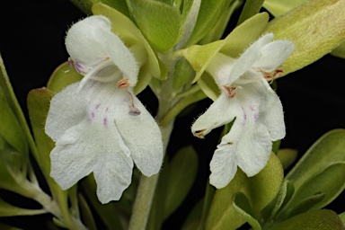 APII jpeg image of Prostanthera clotteniana  © contact APII