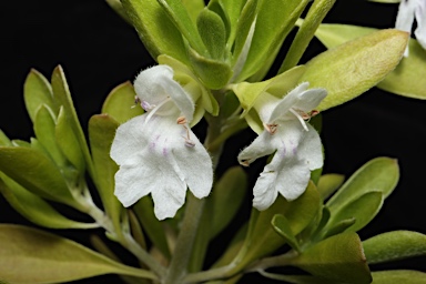 APII jpeg image of Prostanthera clotteniana  © contact APII