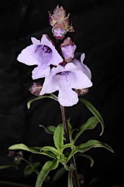 APII jpeg image of Prostanthera sp. Hawkesbury (B.J.Conn 2591)  © contact APII