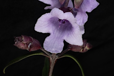 APII jpeg image of Prostanthera sp. Hawkesbury (B.J.Conn 2591)  © contact APII