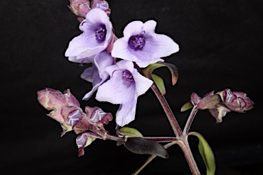 APII jpeg image of Prostanthera sp. Hawkesbury (B.J.Conn 2591)  © contact APII