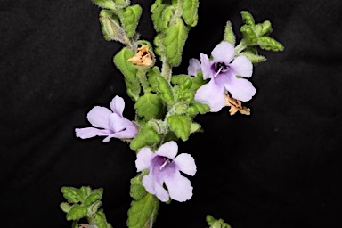 APII jpeg image of Prostanthera albohirta  © contact APII