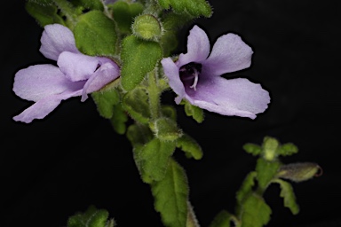 APII jpeg image of Prostanthera albohirta  © contact APII