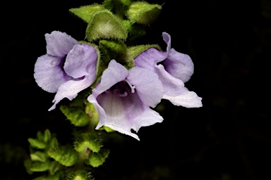 APII jpeg image of Prostanthera  © contact APII